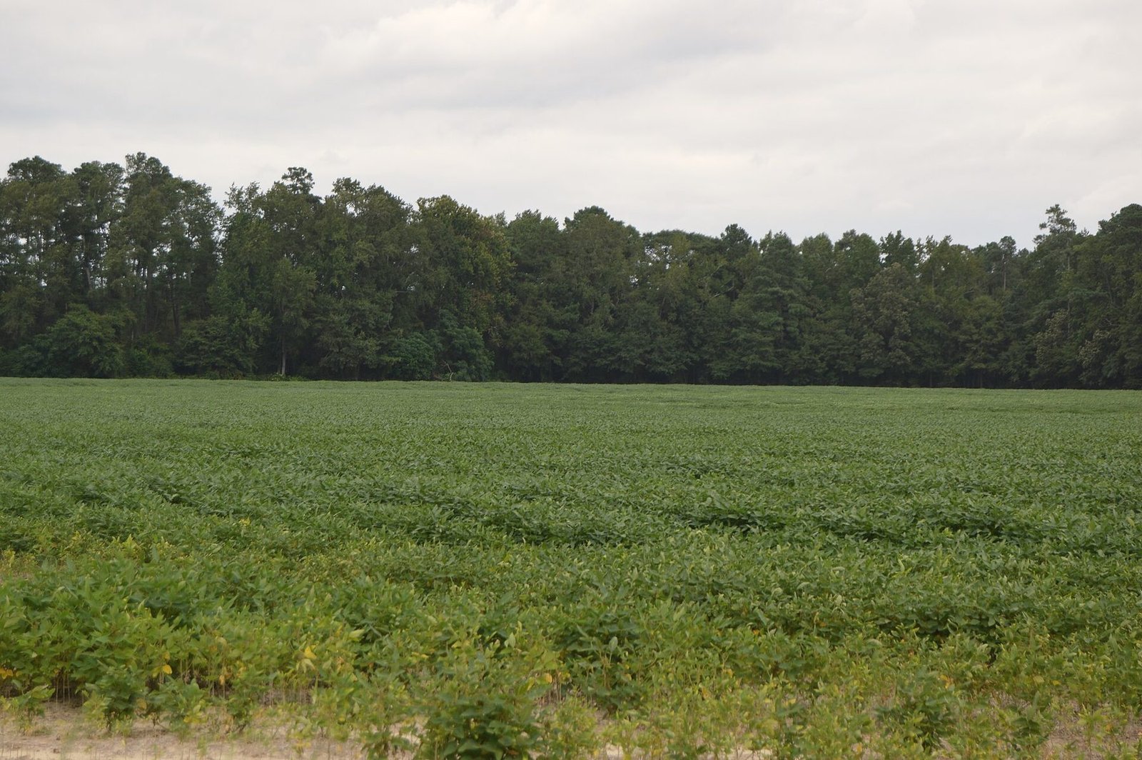A green soybean field with a line of pine woods beyond