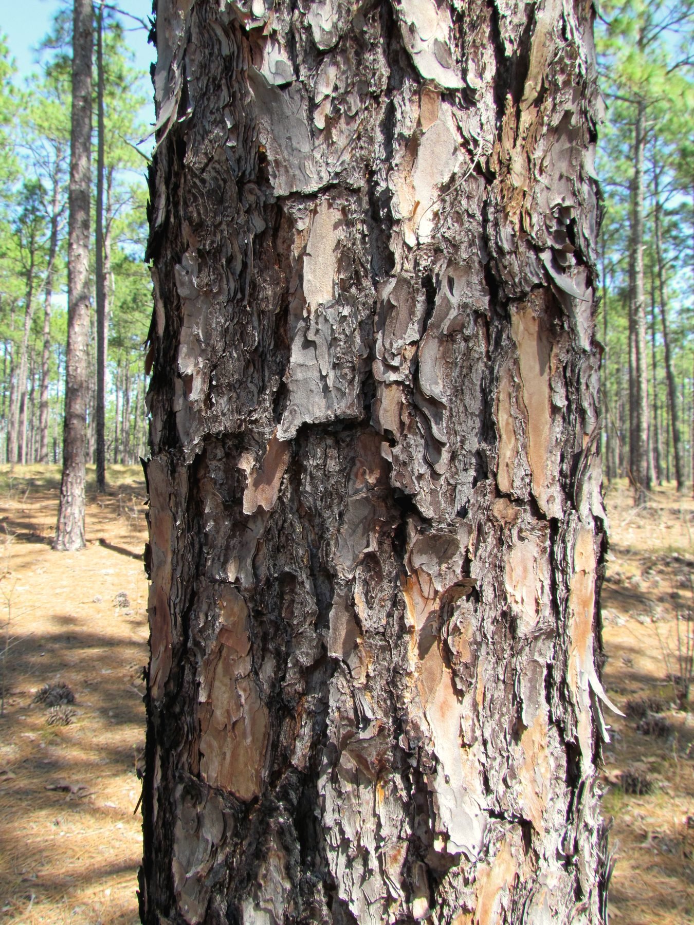 Close view of the plated bark of a longleaf pine trunk