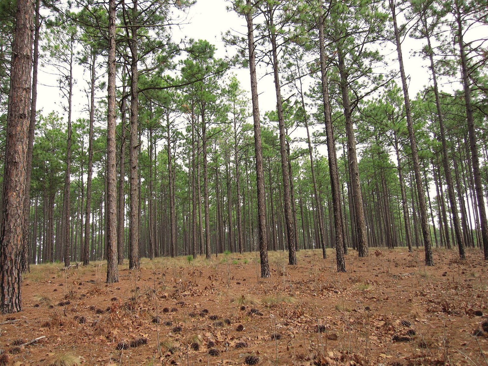 Open longleaf pine forest with a carpet of rust-colored pine needles