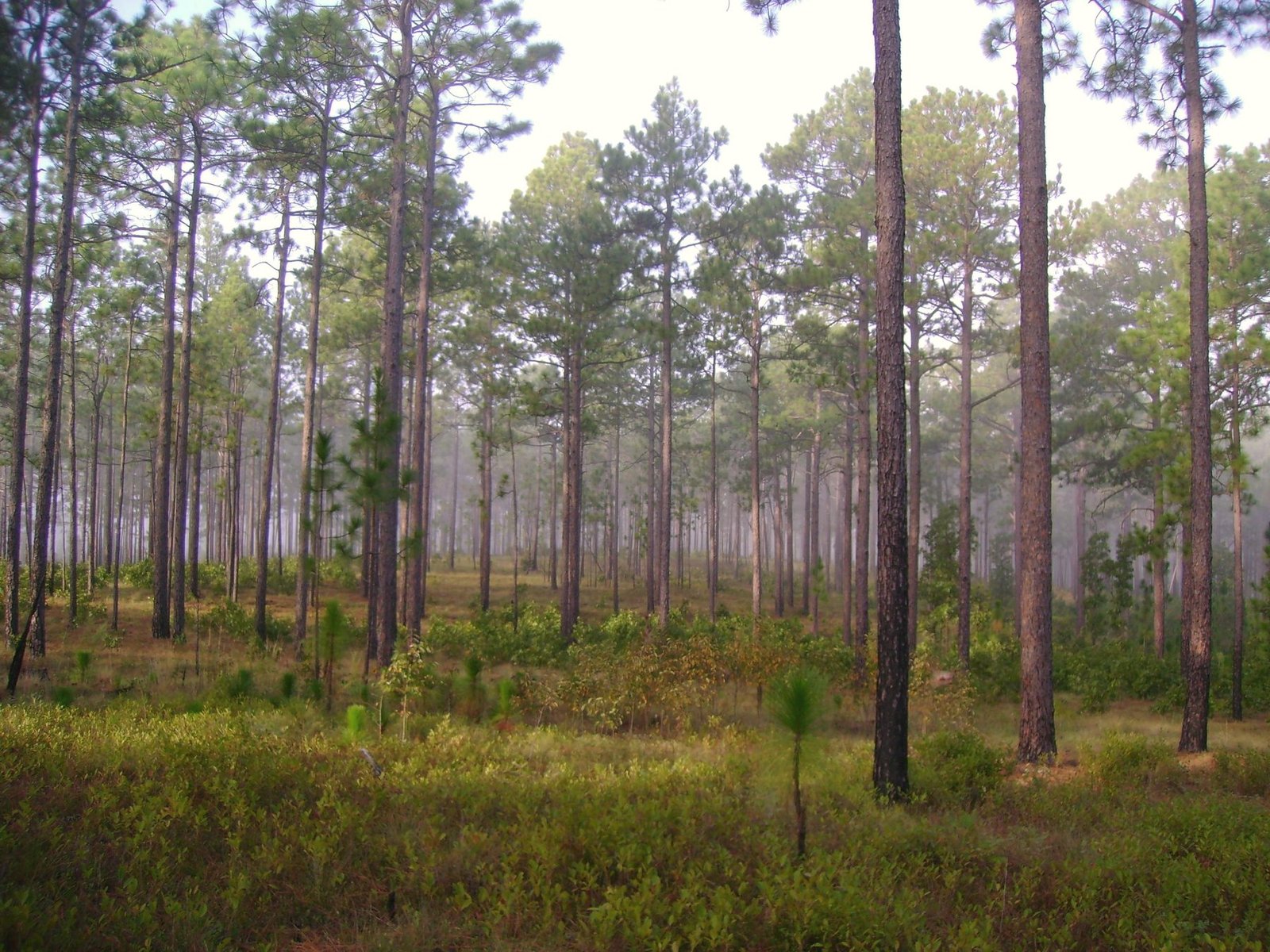 Longleaf pines in early morning mist over green undergrowth