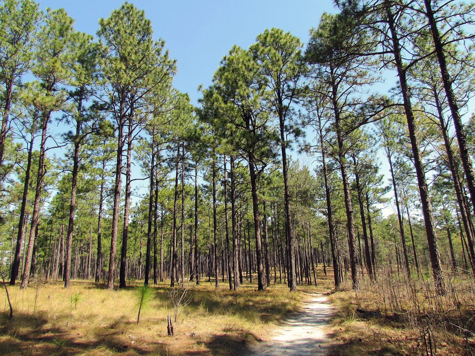 Tall longleaf pines over a sandy footpath, pine straw on the ground