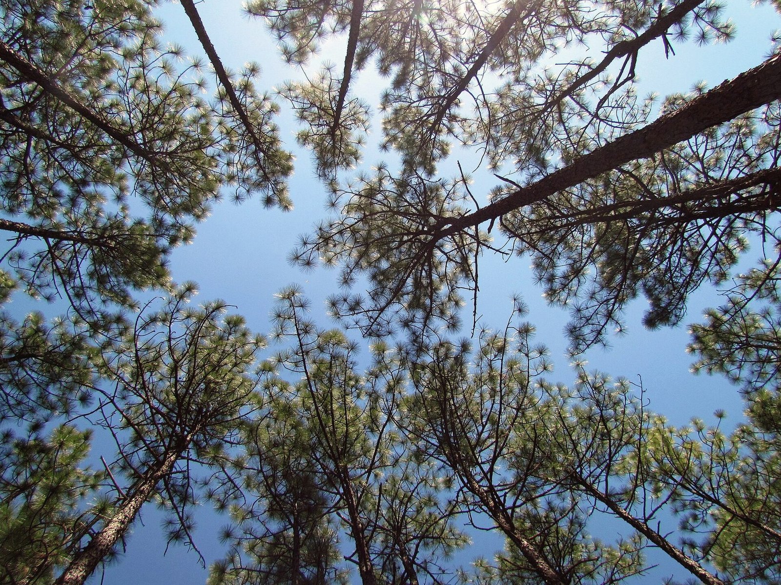Looking straight up through the crowns of tall longleaf pines into blue sky