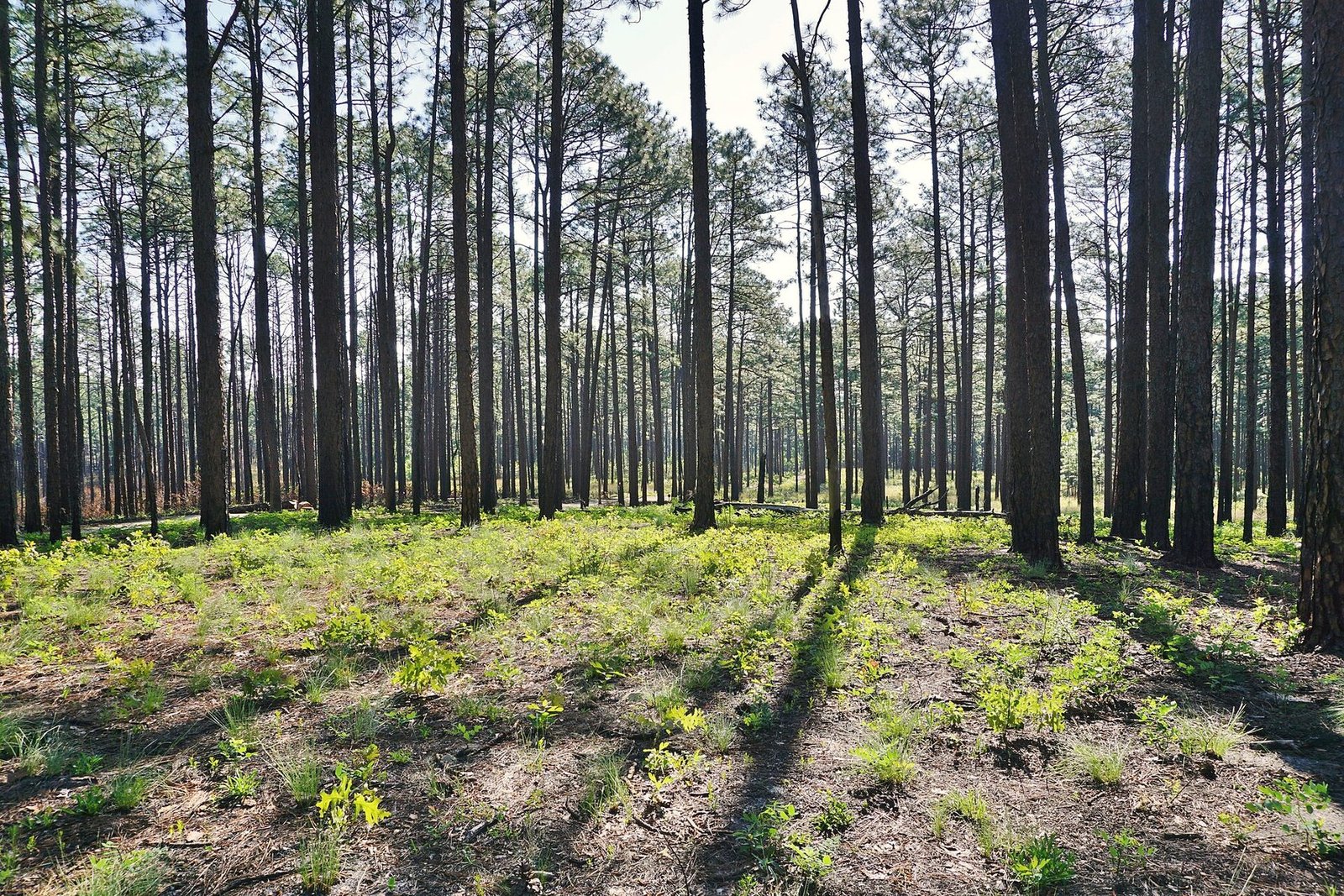 Sunlit longleaf pine woods with green wiregrass and young growth on sandy ground
