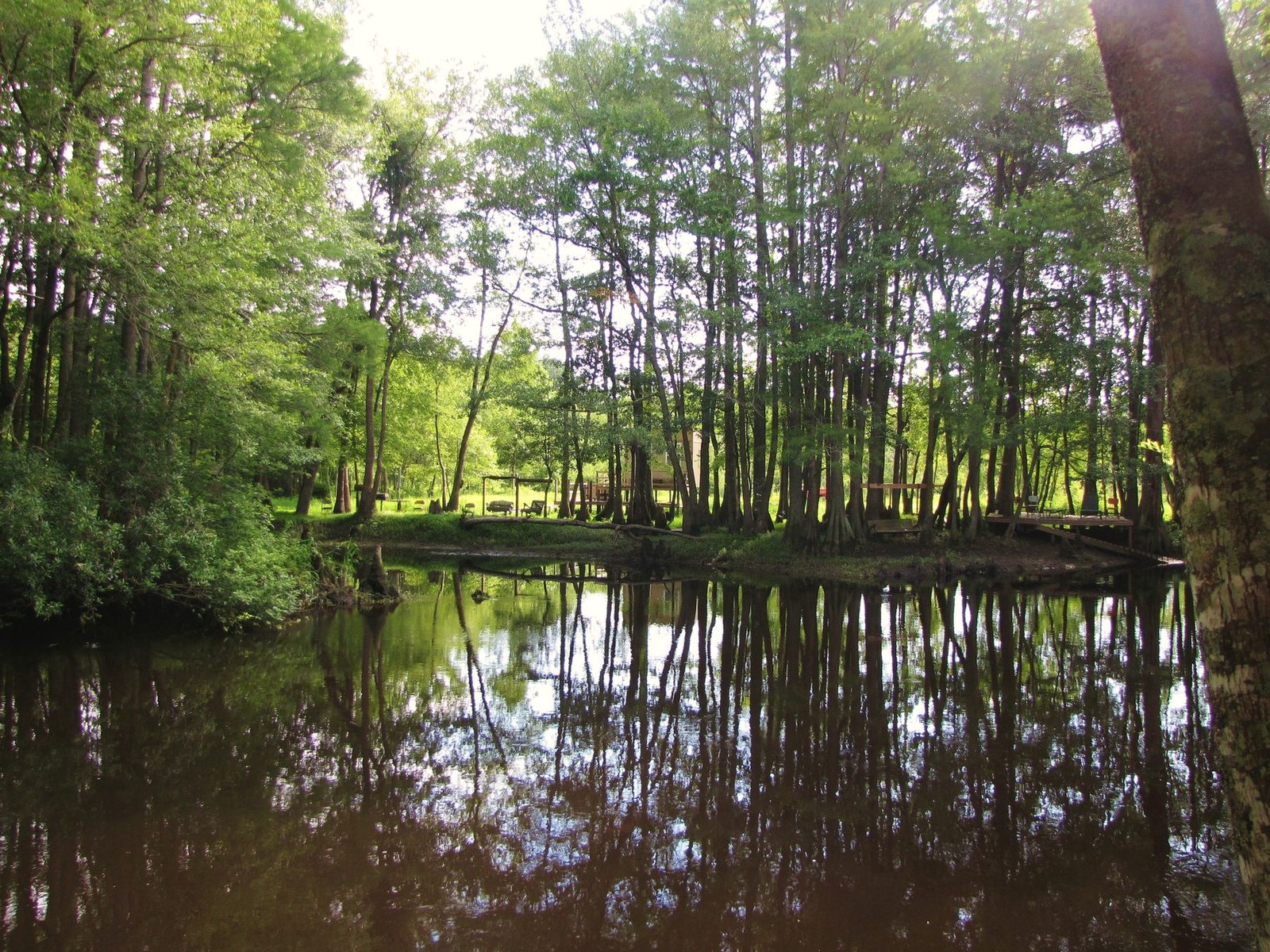 Dark river water reflecting cypress and hardwood trees